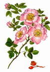 Rosa canina